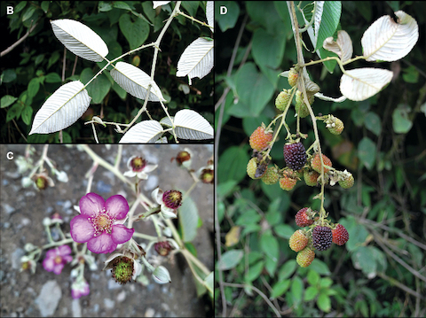 *Rubus longistipularis* Espinel-Ortiz & Romol
