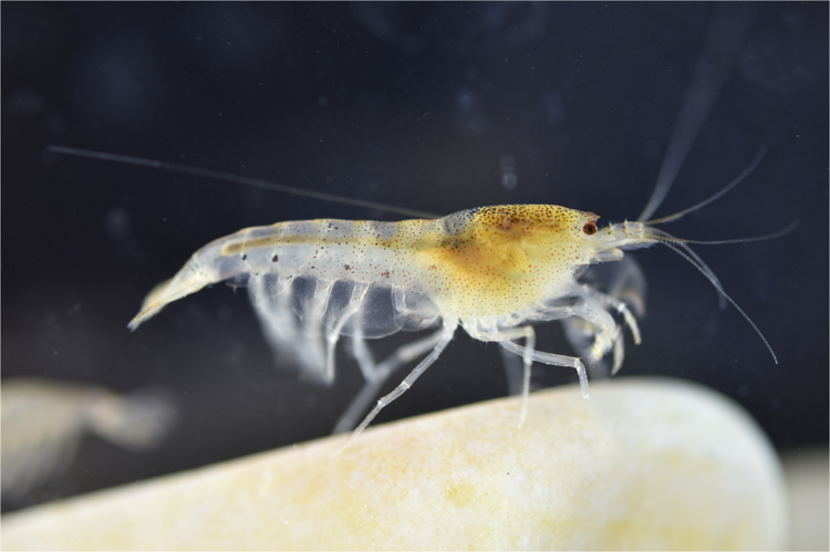 Caridina namdat - a freshwater shrimp from Vietnam