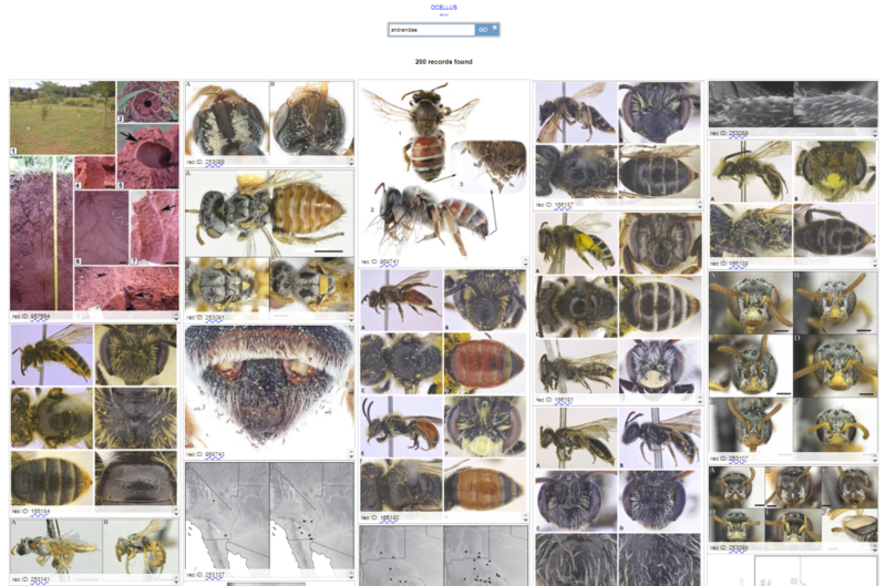 Visual Search Result